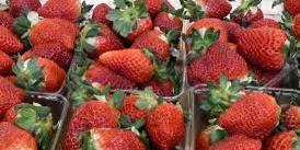 Maroc : Récolte de fraises : 842 ouvrières saisonnières marocaines attendues en Espagne en janvier