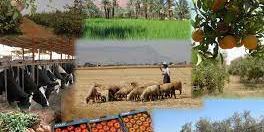 Maroc : Les français craignent une pénurie de saisonniers agricoles marocains