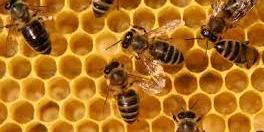 Maroc : Opération d’identification des ruches d’Abeilles