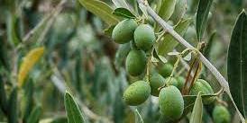 Algérie : M’sila : une production d’un million de plants d’oliviers prévue en 2022