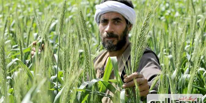 مصر : نقيب الفلاحين يحذر من عادة غذائية عند المصريين تستهلك مخزون القمح الاستراتيجي