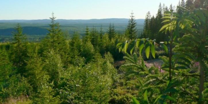 Algérie: Agriculture: l’Algérie célèbrera lundi la journée internationale des forêts