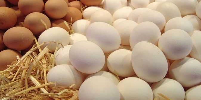 مصر :  انخفاض أسعار البيض 5 جنيهات .. والفرخة بـ 48 جنيها