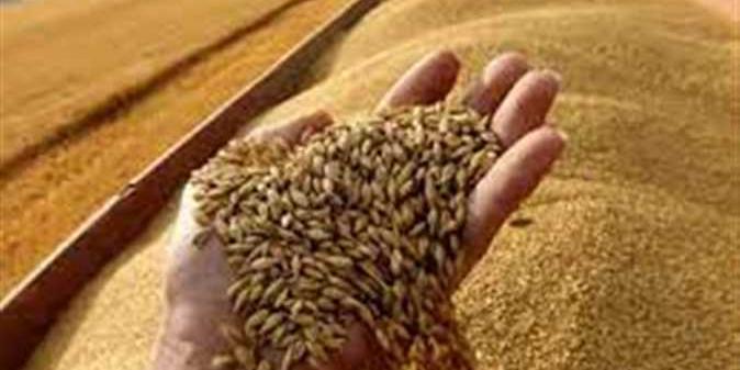 مصر :  نستهدف الوصول بإنتاجية القمح لـ 12.2 مليون طن بحلول 2030