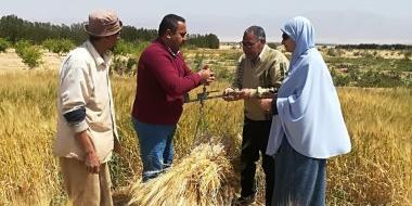 مصر : بشائر الخير.. جنوب سيناء تبدأ حصد محصول القمح (صور)