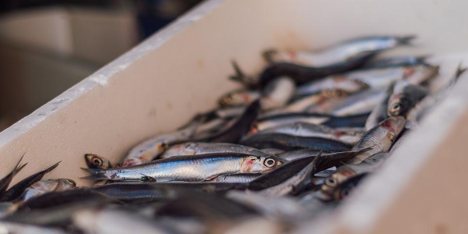 Algérie: Pêche: La production de la sardine a augmenté à près de 30.000 tonnes en 2021