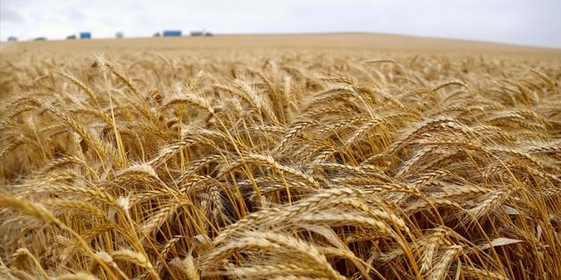 Egypt provides LE 1.1B as down payment for purchase of local wheat from farmers