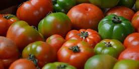 Maroc : Tomates : Le Maroc devient le second fournisseur au Royaume-Uni