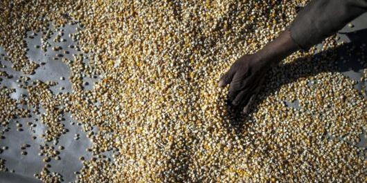 Nigeria : NALDA harvests 1000 tons of wheat to meet demand shortfall
