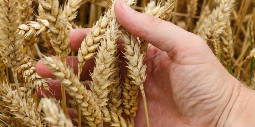 Algérie: Président Tebboune: les réserves de blé couvrent une période de 8 mois