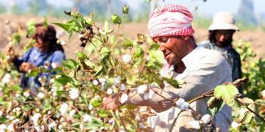 مصر : تعرف على المساحات المتوقعة لزراعة القطن المصرى طويل التيلة فى 8 محافظات