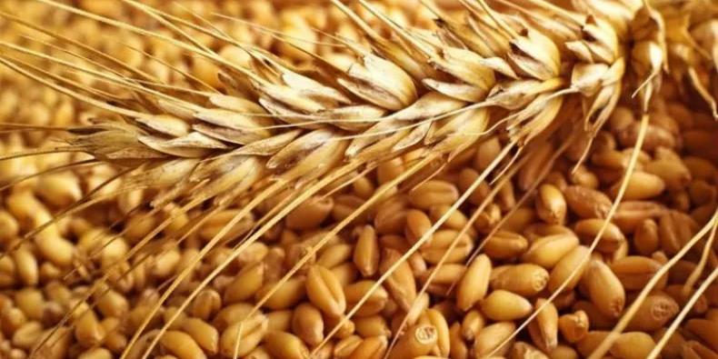الجزائر :  تشتري 250 ألف طن من القمح في مناقصة دولية
