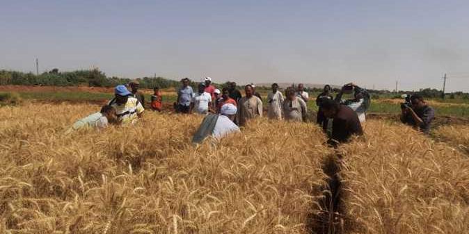 مصر :  موسم زراعة القمح الحالي الأفضل على الإطلاق.. والحصاد في غضون شهر