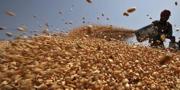 Egypt :  5.6M tons of wheat being stored at new silos