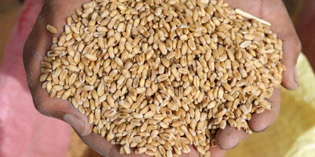 Egypt raises estimates of average price of ton of wheat to $330 in 2022/23 budget