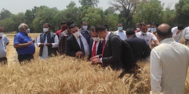 Egypt : New Indian wheat shipment to Egypt fully complies with required specifications