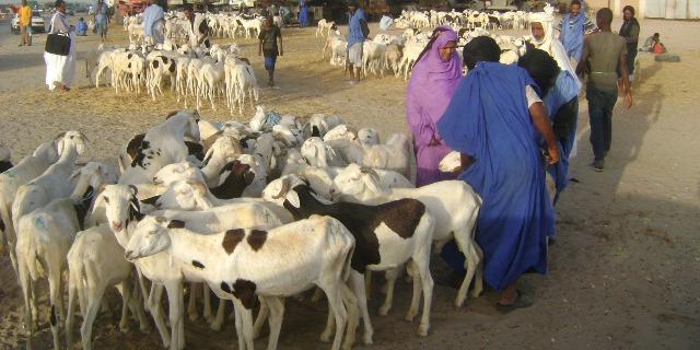 Maroc : Aid-Al-Adha 3 millions d’ovins identifiés