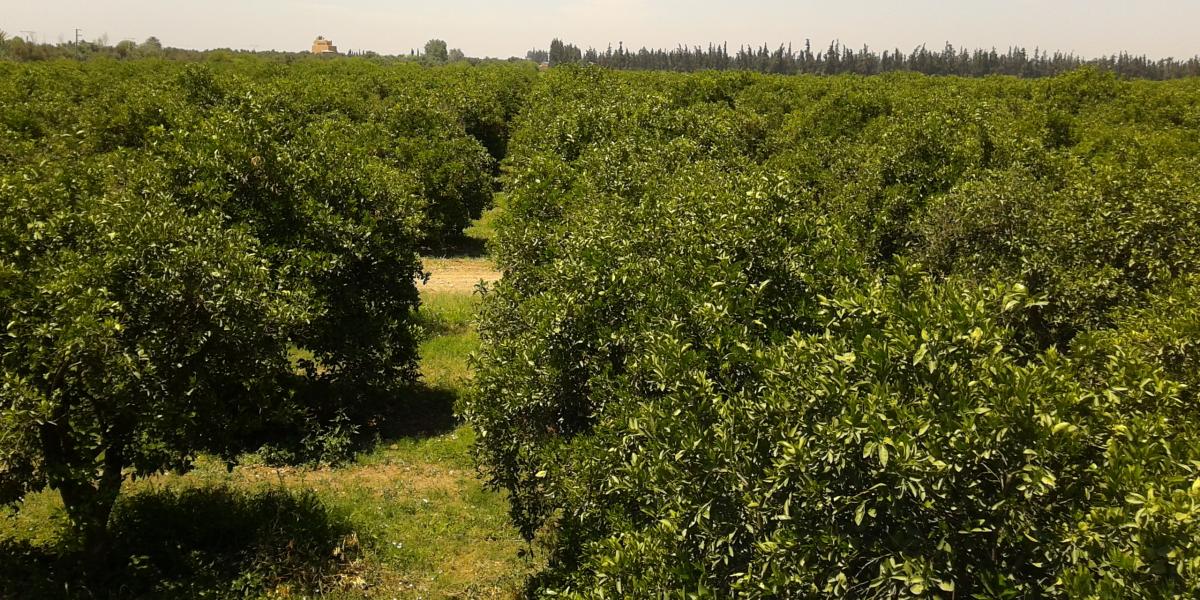 Maroc :  L’ONSSA accorde une attention particulière au contrôle de l’utilisation des pesticides en agriculture (Ministre)