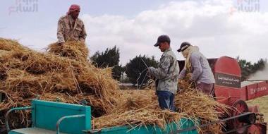 مصر : حوافز إضافية للمزارعين الملتزمين بتوريد القمح