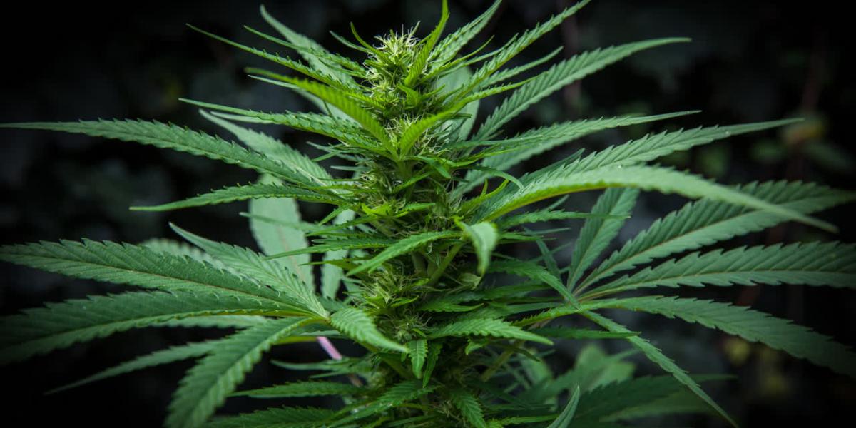 Filière de Cannabis licite: la réglementation, pilier d’une croissance durable et inclusive