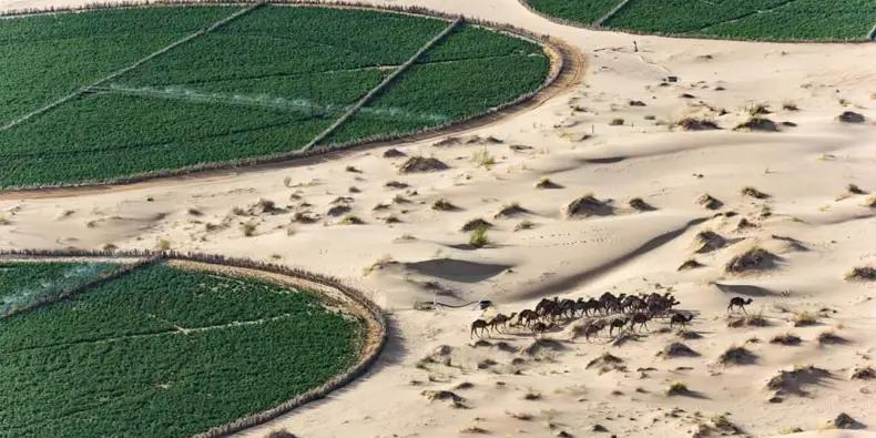 الجزائر : أورو نيوز: صحراء الجزائر قفة غذاء حقيقية للعالم