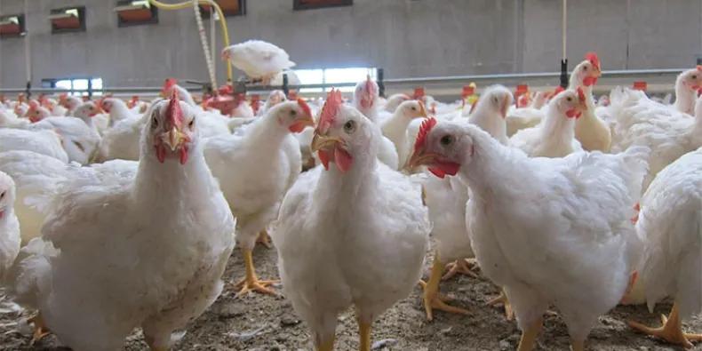 الجزائر : “أسعار الدجاج مُرشحة لتجاوز سقف 800 دج للكلغ”