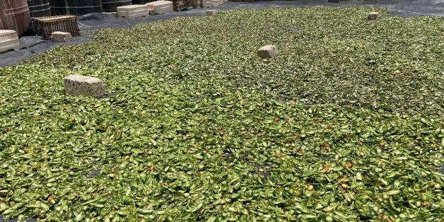 Egypt :  All you need to know about Luxor's debut drying of Jalapeno-type hot peppers before exporting to Europe