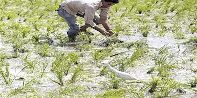 مصر : بدء حصاد محصول الأرز الجديد اعتبارًا من 15 أغسطس المقبل