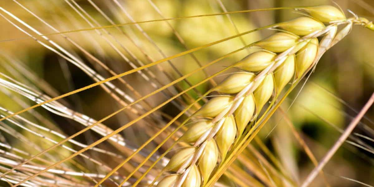 Algérie: Céréales : ce que propose le PLFC 2022