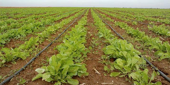 Maroc  : Agriculture : Volonté Royale en faveur d’un développement à dimension humaine