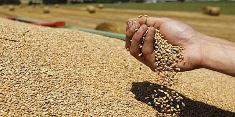الجزائر : تعويضات لمنتجي الحبوب عن تراجع المردود