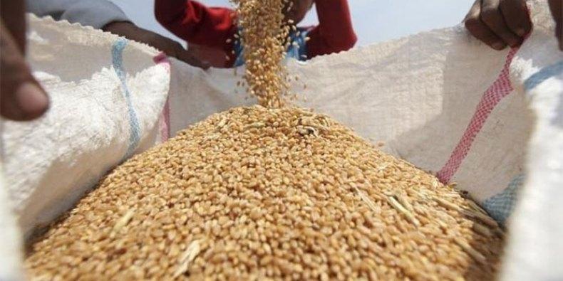 الجزائر : وزارة الفلاحة تدعو منتجي الحبوب لتسليم محاصيلهم قبل هذا التاريخ