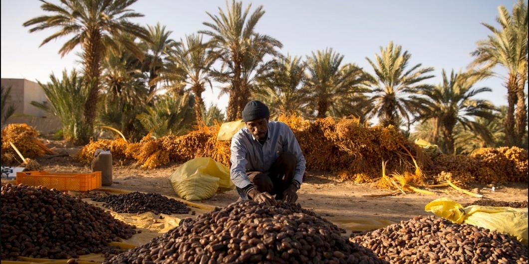 Algérie: L’Algérie parmi les plus grands producteurs de dattes dans le monde, selon un classement récent