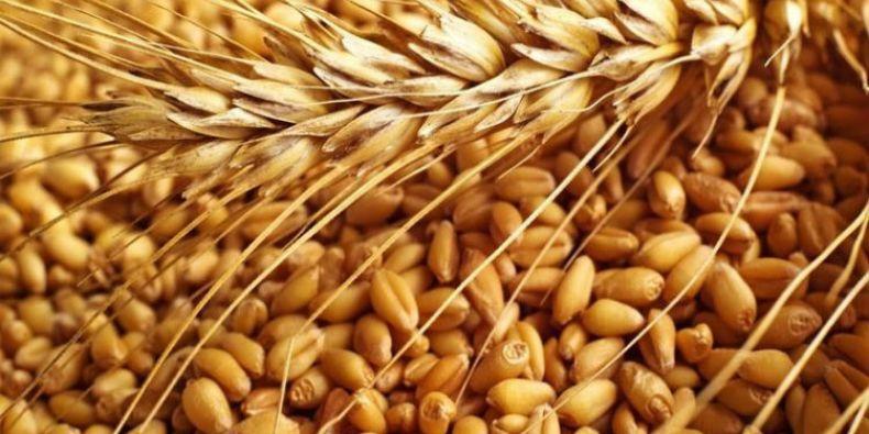 الجزائر :  تشتري 105 آلاف طن من القمح في مناقصة دولية