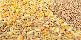 TUNISIE- La Tunisie va importer 250 000 tonnes de blé français