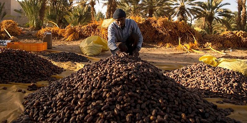 Tunisie : La Tunisie a exporté 97 000 tonnes de dattes (ONAGRI)