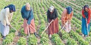 Tunisie : Agriculture : Signature du document du programme d’autonomisation économique des femmes rurales pour la période 2022-2027