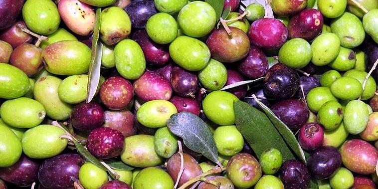 Tunisie : Envolée record des prix d’olives !