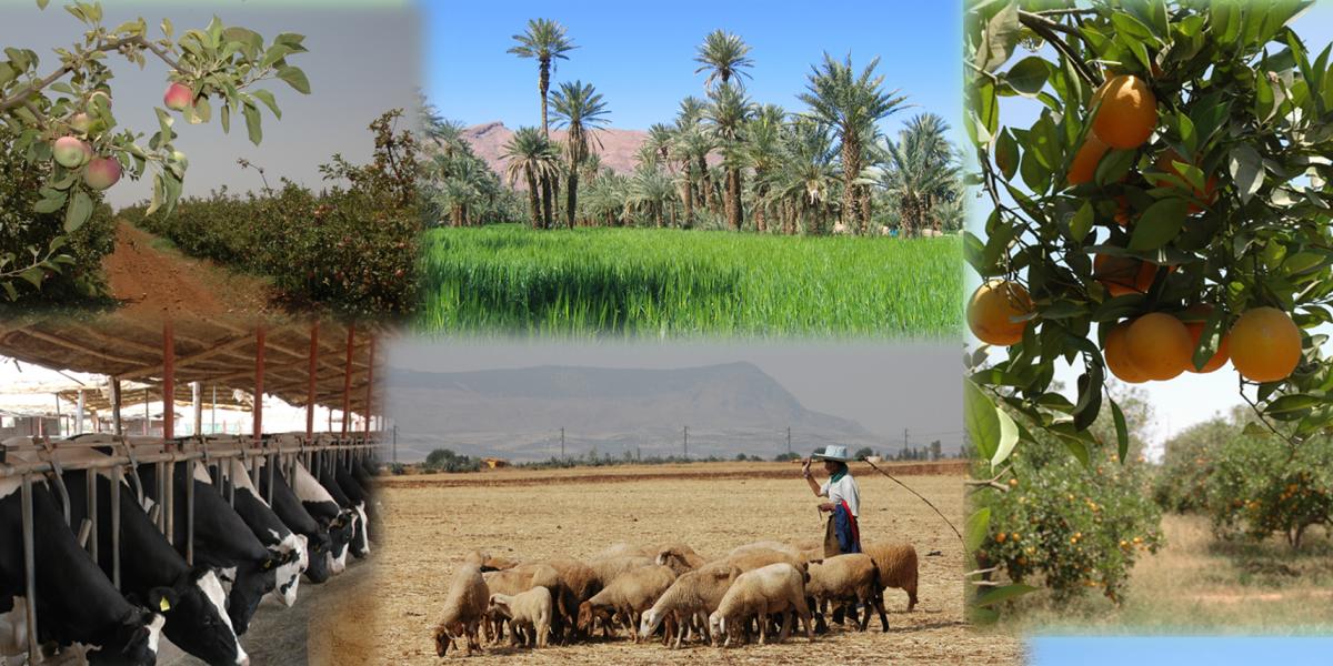 Algérie: Henni : la valeur de la production agricole a augmenté de 38%