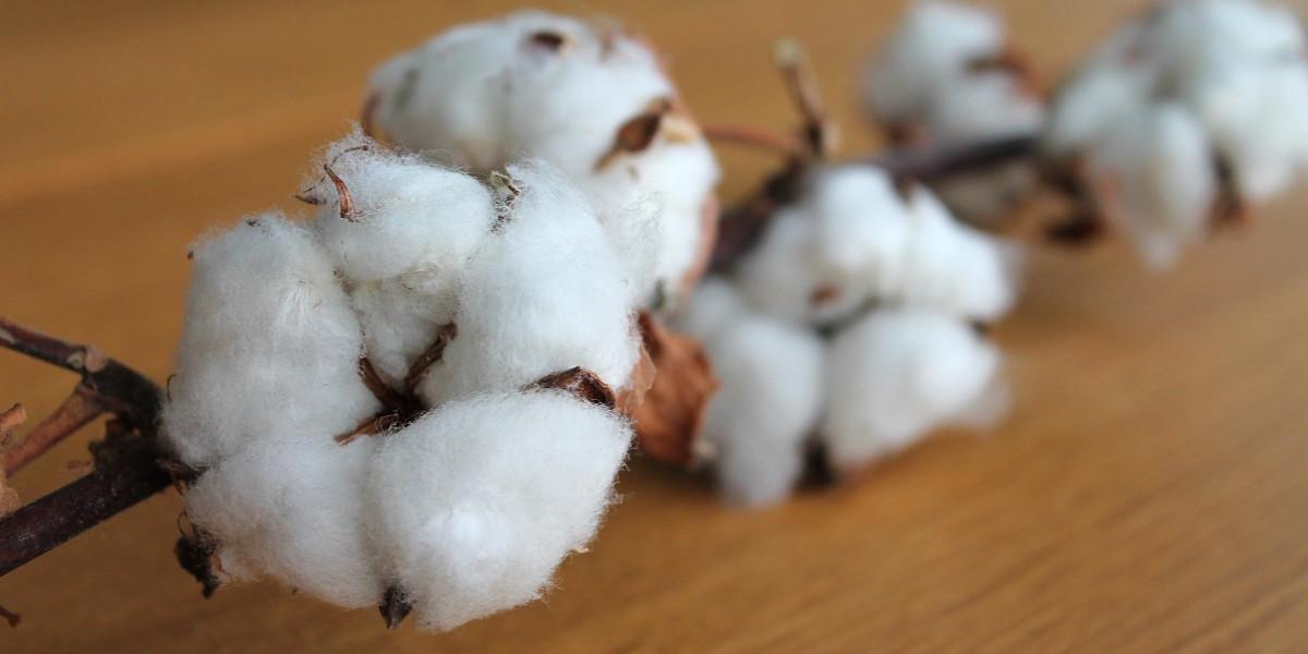 Algérie-Elaboration d’une feuille de route pour encourager la production nationale du coton
