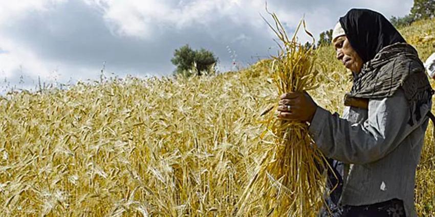 TUNISIE-Rapport du Pnud sur l’économie informelle en Tunisie : Un terreau fertile pour l’agriculture