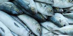 المغرب : الميزان التجاري لمنتوجات الصيد البحري يحقق فائضا بنحو 464 مليون دينار
