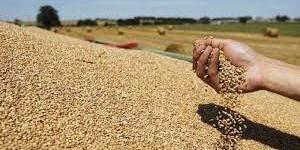تونس، جندوبة: تقديرات بتراجع يفوق 50 بالمائة لمحصول الحبوب
