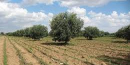 Algérie, Agriculture Saharienne : 230.000 ha attribués aux investisseurs en 2022