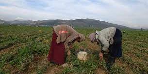 Tunisie : 92% des ouvrières du secteur agricole ne bénéficient pas de couverture sociale (étude)