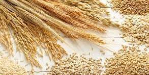 Tunisie , Programme ADAPT : Soutien financier pour les petits producteurs de céréales en Tunisie