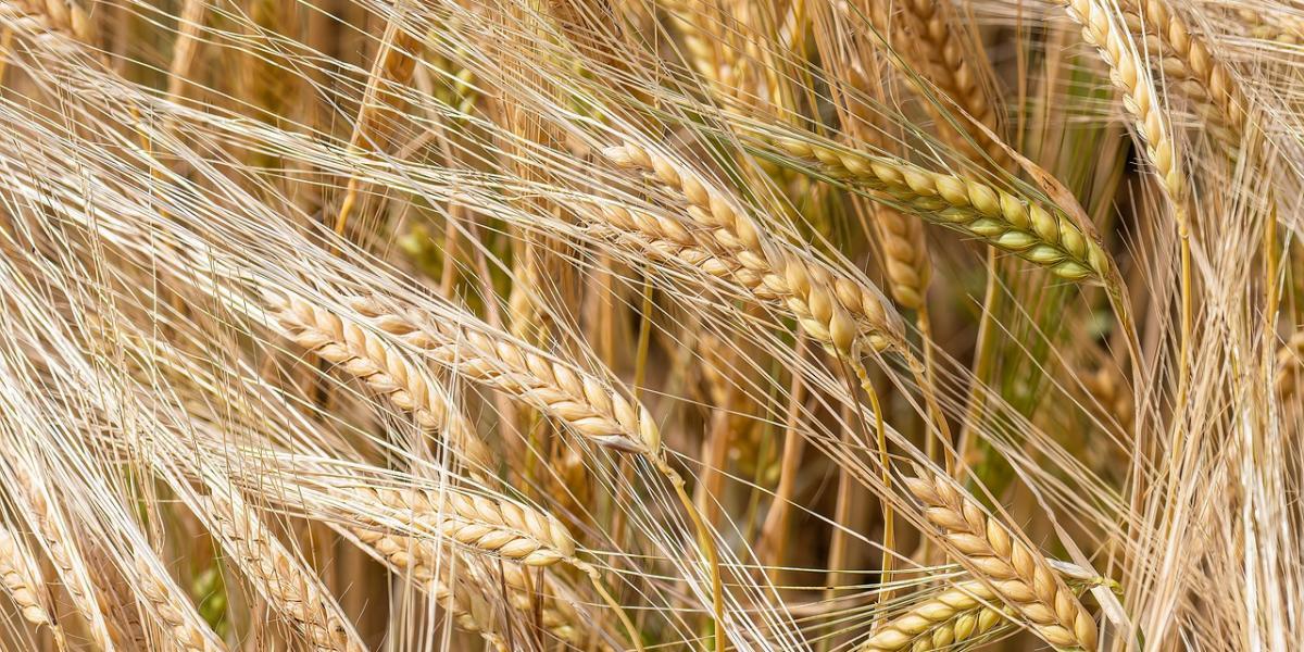 الجزائر: لجنة من 3 وزارات لإنقاذ موسم القمح