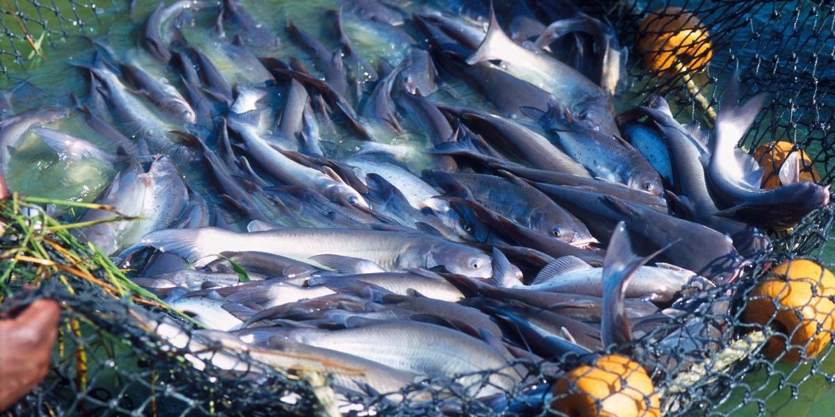 زراعة الأسماك حقيقة ملموسة في الجزائر