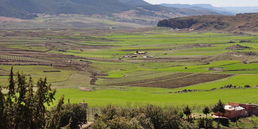 Maroc - Assurance agricole : 1.200 d’hectares d’oliviers souscrits à Guercif en 2023