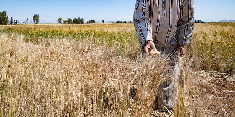 بعد تأثر المحاصيل بالجفاف.. المغرب يسعى لاستيراد مليوني طن من القمح